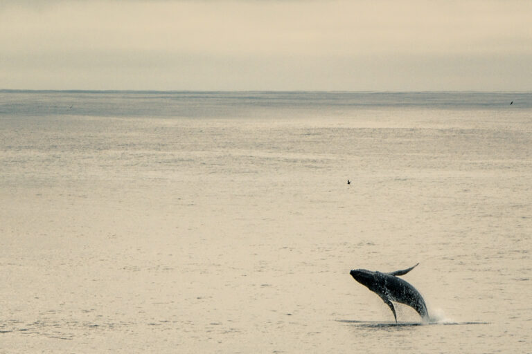 Birders are strange and talkative.