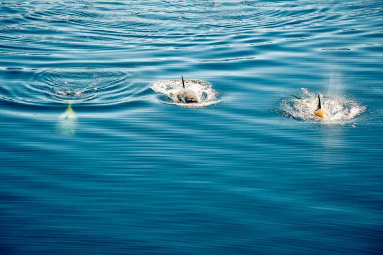 Rest in peace, little gentoo